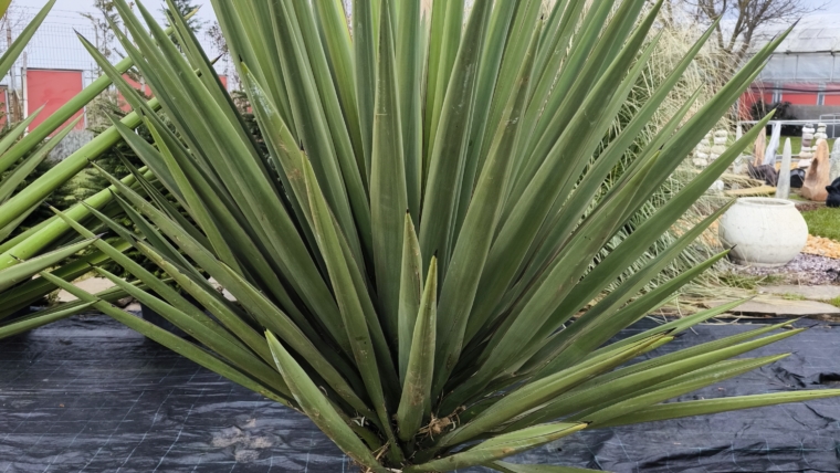 Yucca treculeana