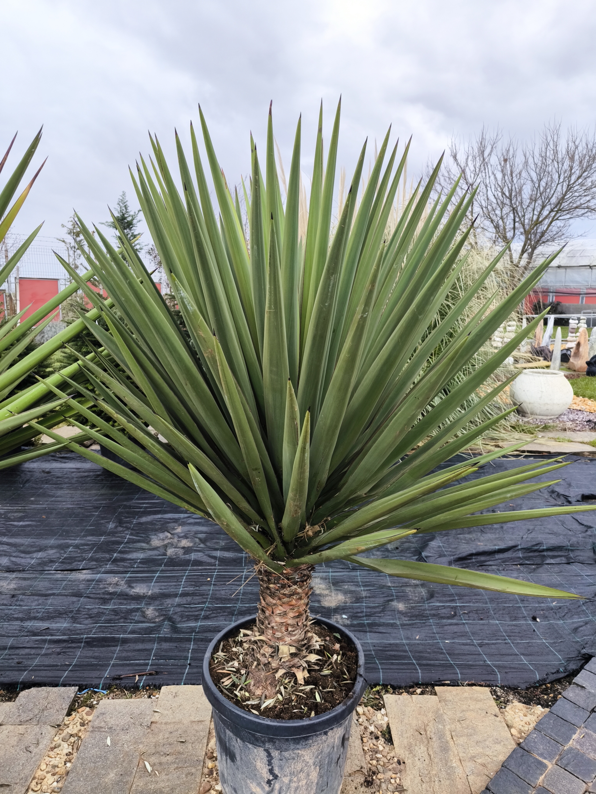 Yucca treculeana