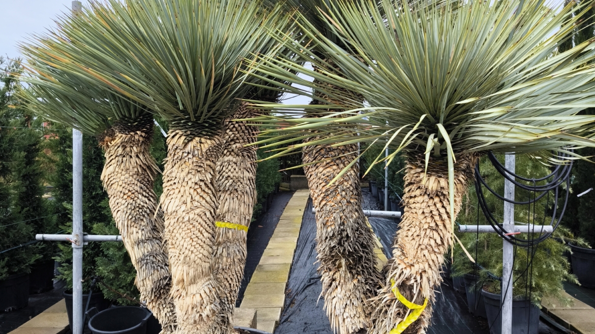 Yucca rostrata