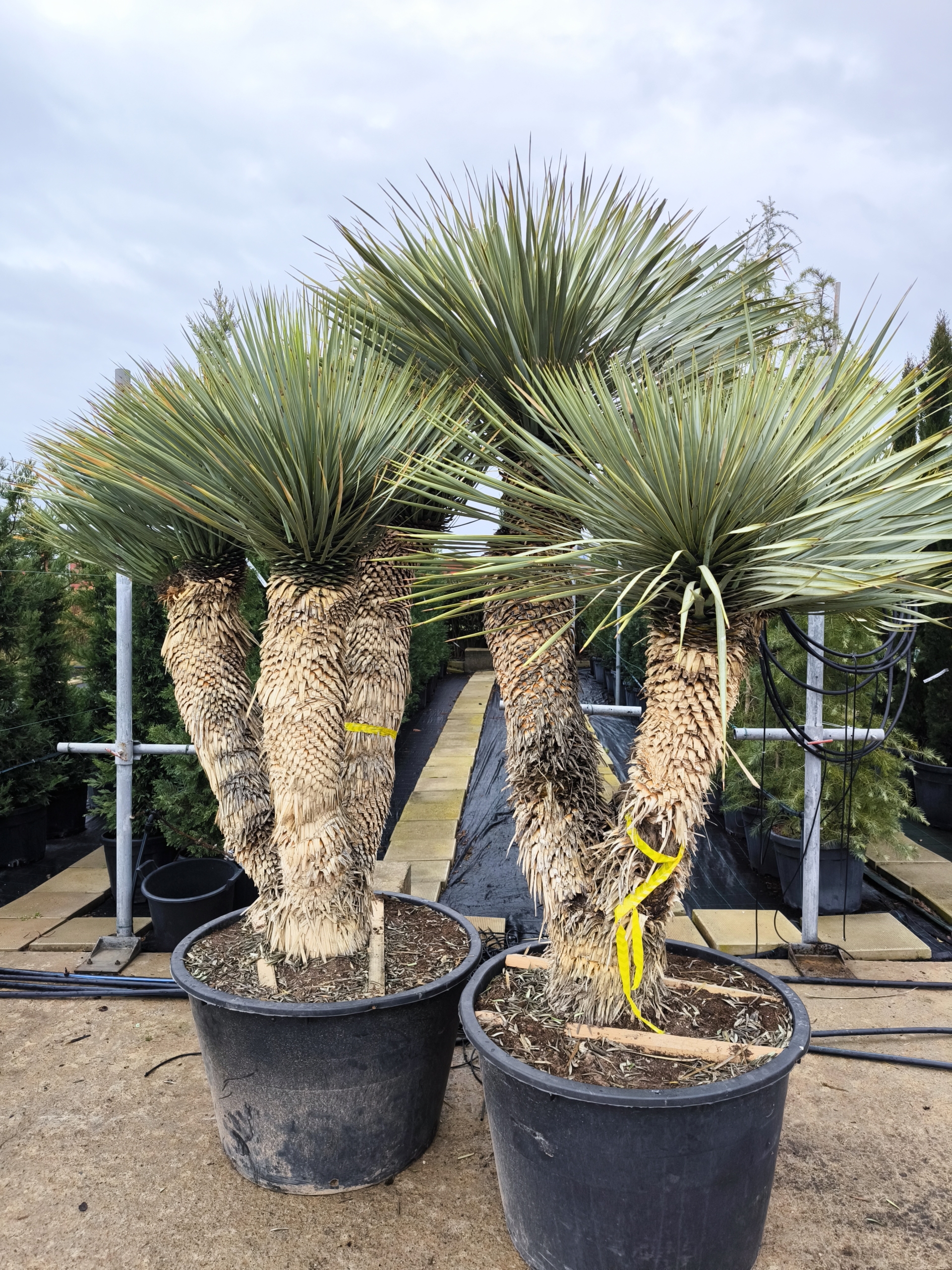 Yucca rostrata