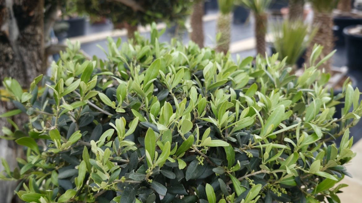 Как да определим възрастта на маслината: Тайните на „вечното дърво“