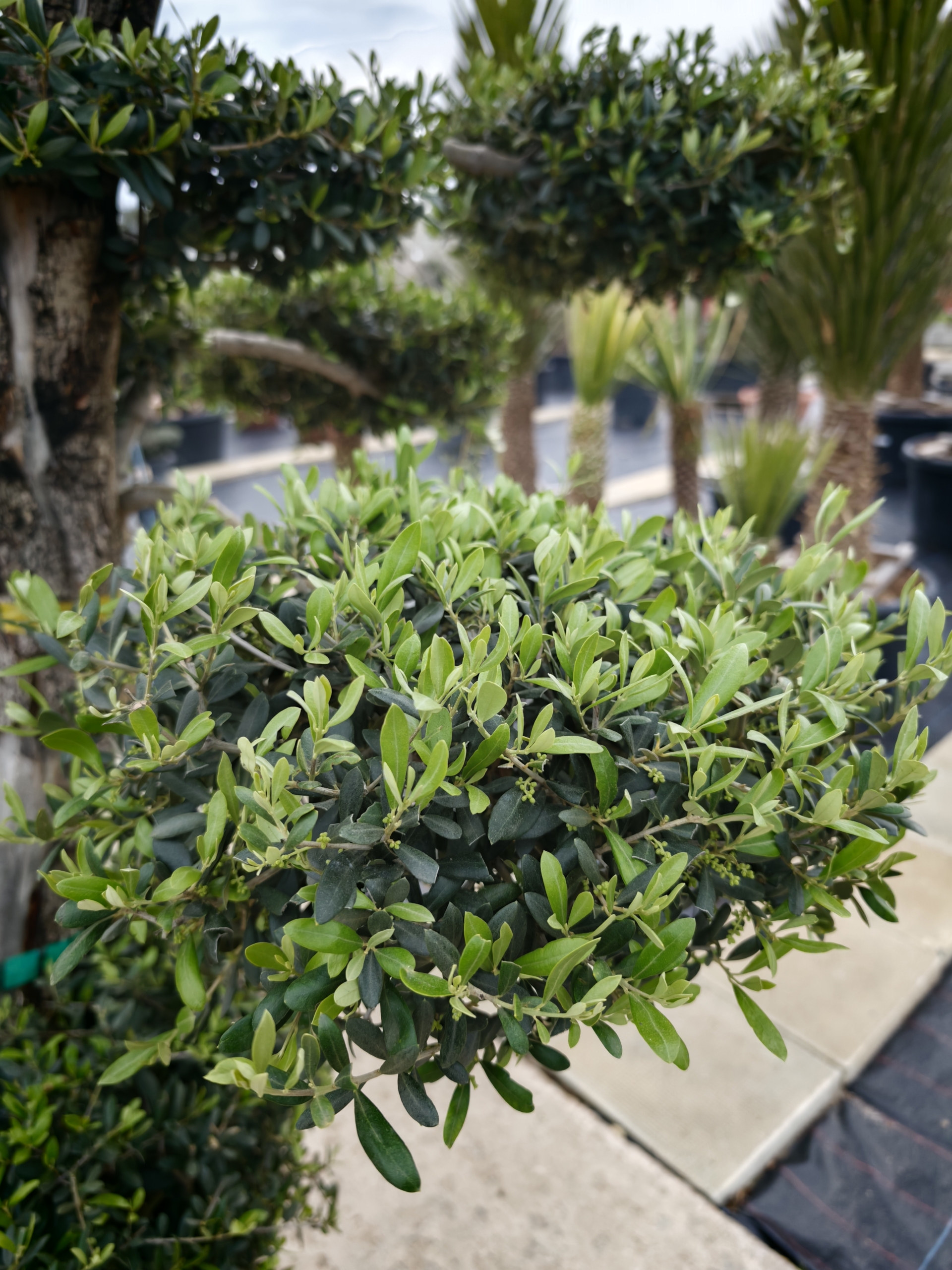 Как да определим възрастта на маслината: Тайните на „вечното дърво“